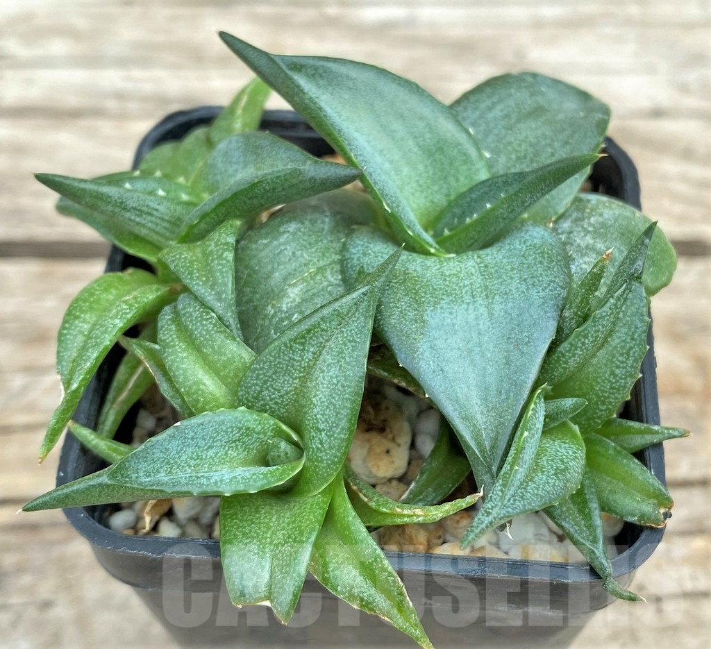 SHPR31566 Agave pumila 'Clusterfest'