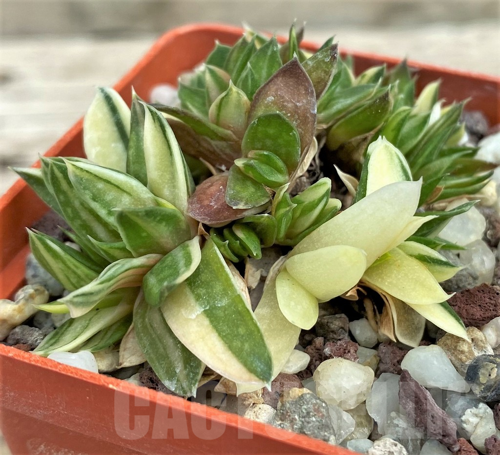 SHPR31567 Gasteria minima f. variegata