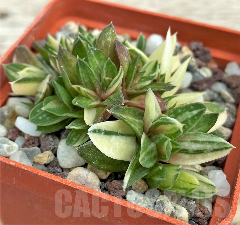 SHPR31567 Gasteria minima f. variegata – Image 2