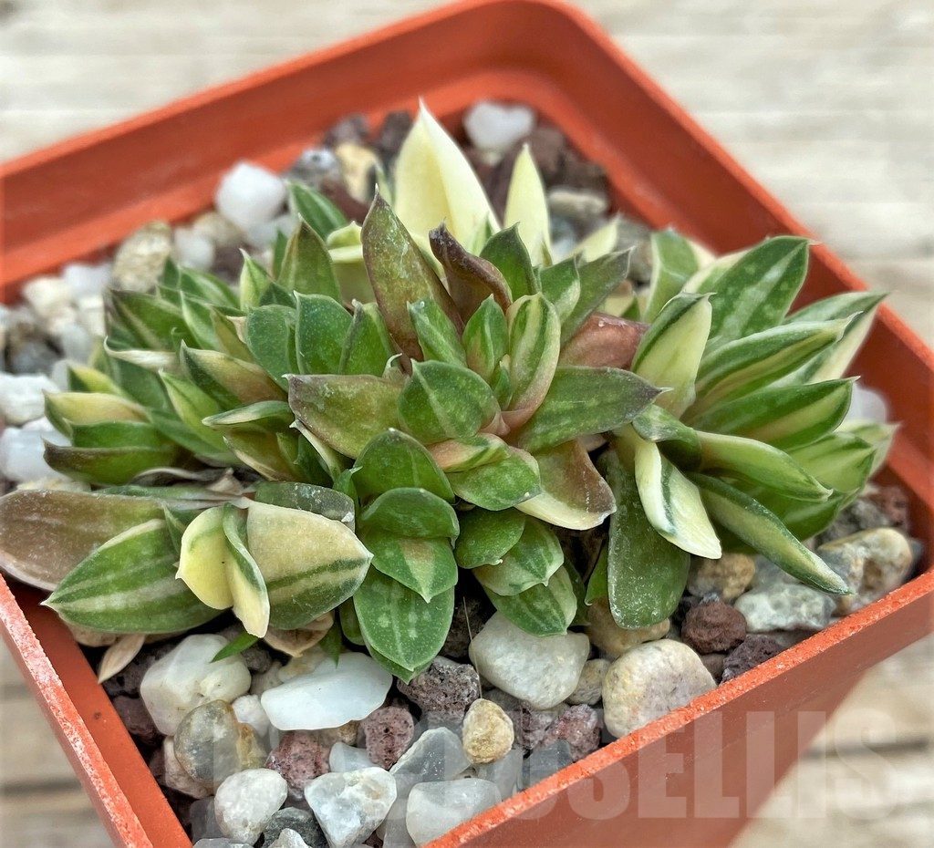 SHPR31567 Gasteria minima f. variegata – Image 3