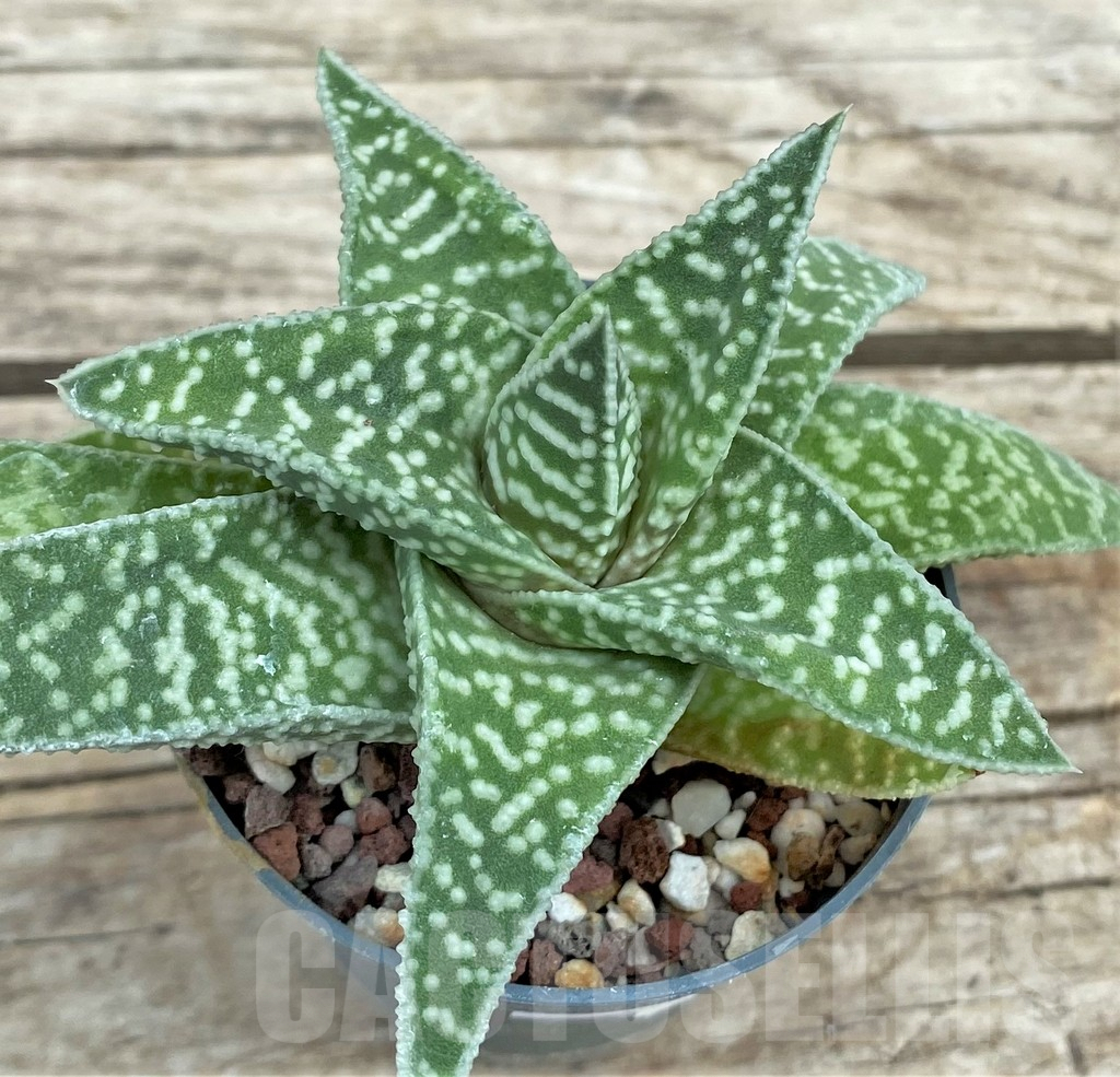 SHPR31568 Gasteraloe 'Cocks Beauty' - Image 2