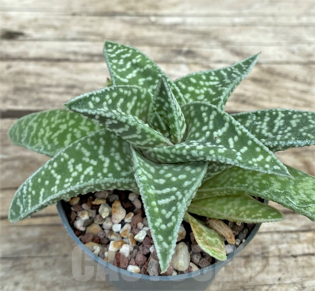 SHPR31568 Gasteraloe 'Cocks Beauty'