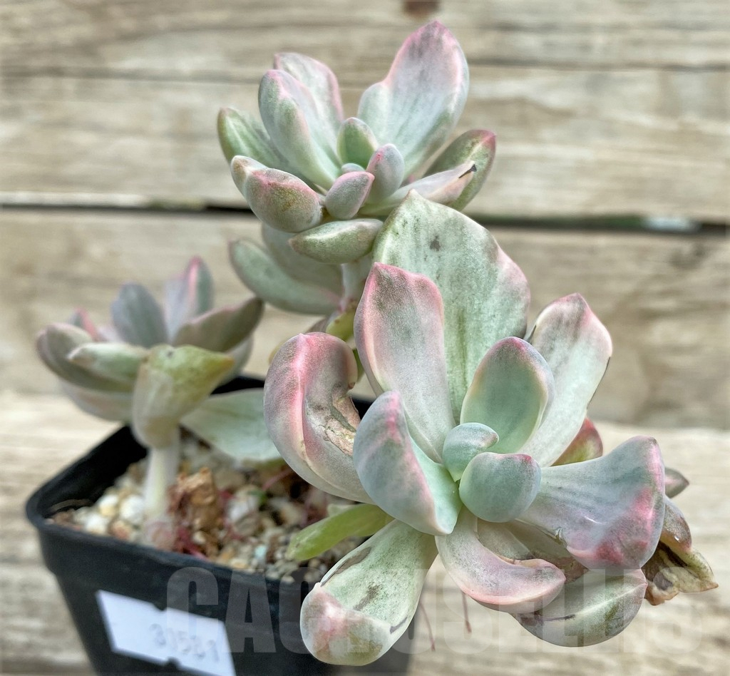 SHPR31581 Graptoveria ‘Mrs Richards’ f. variegata - Image 2