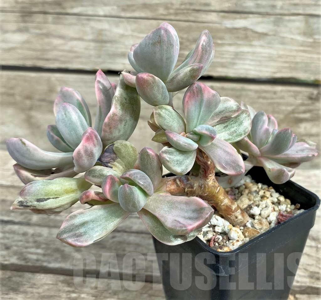 SHPR31581 Graptoveria ‘Mrs Richards’ f. variegata