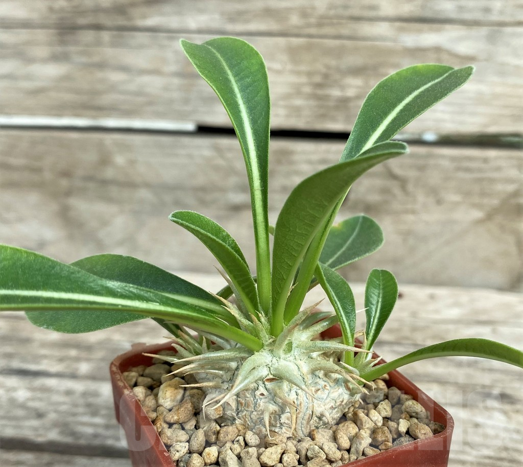 SHPR31582 Pachypodium eburneum shiny leaf