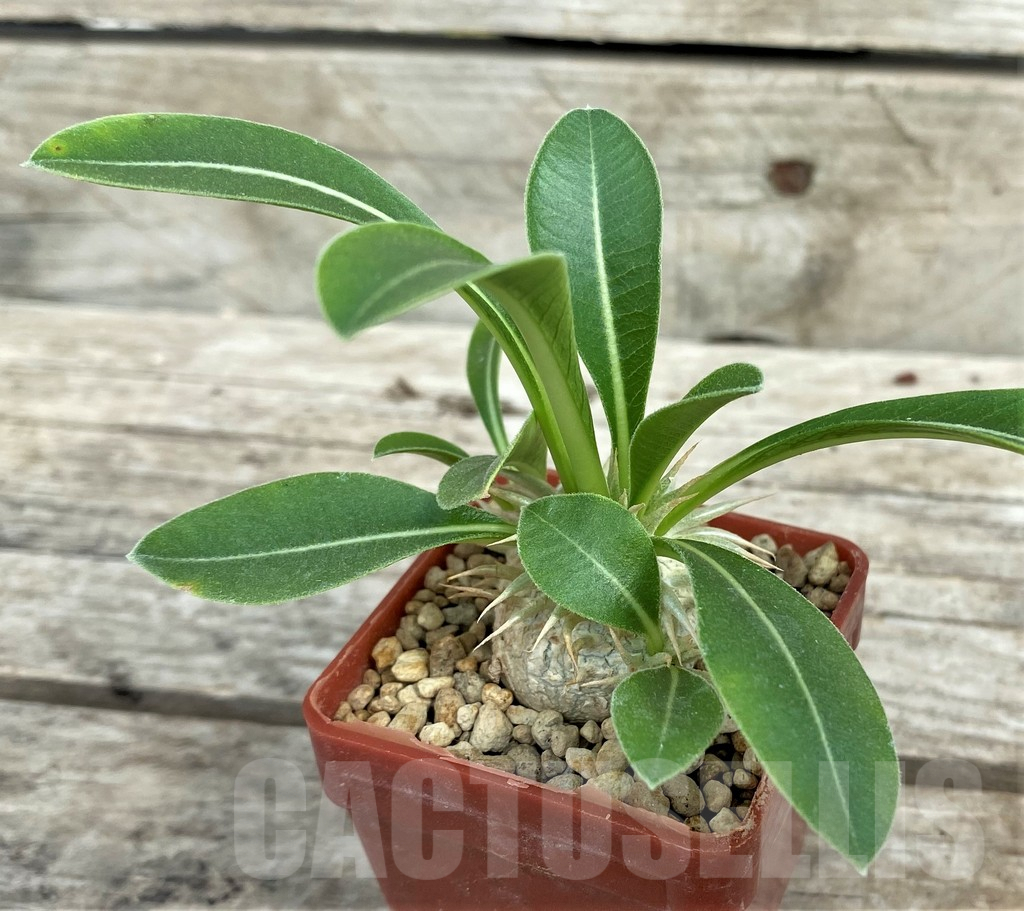 SHPR31582 Pachypodium eburneum shiny leaf - immagine 2