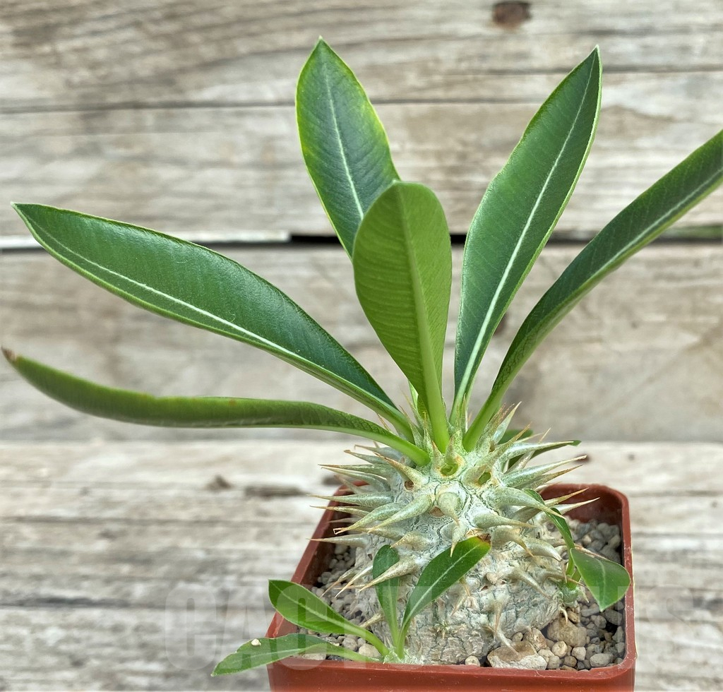 SHPR31583 Pachypodium eburneum shiny leaf