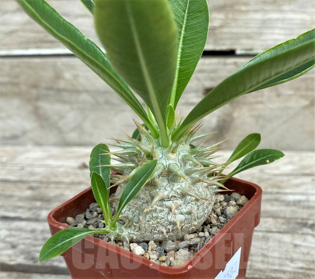 SHPR31583 Pachypodium eburneum shiny leaf - Image 2