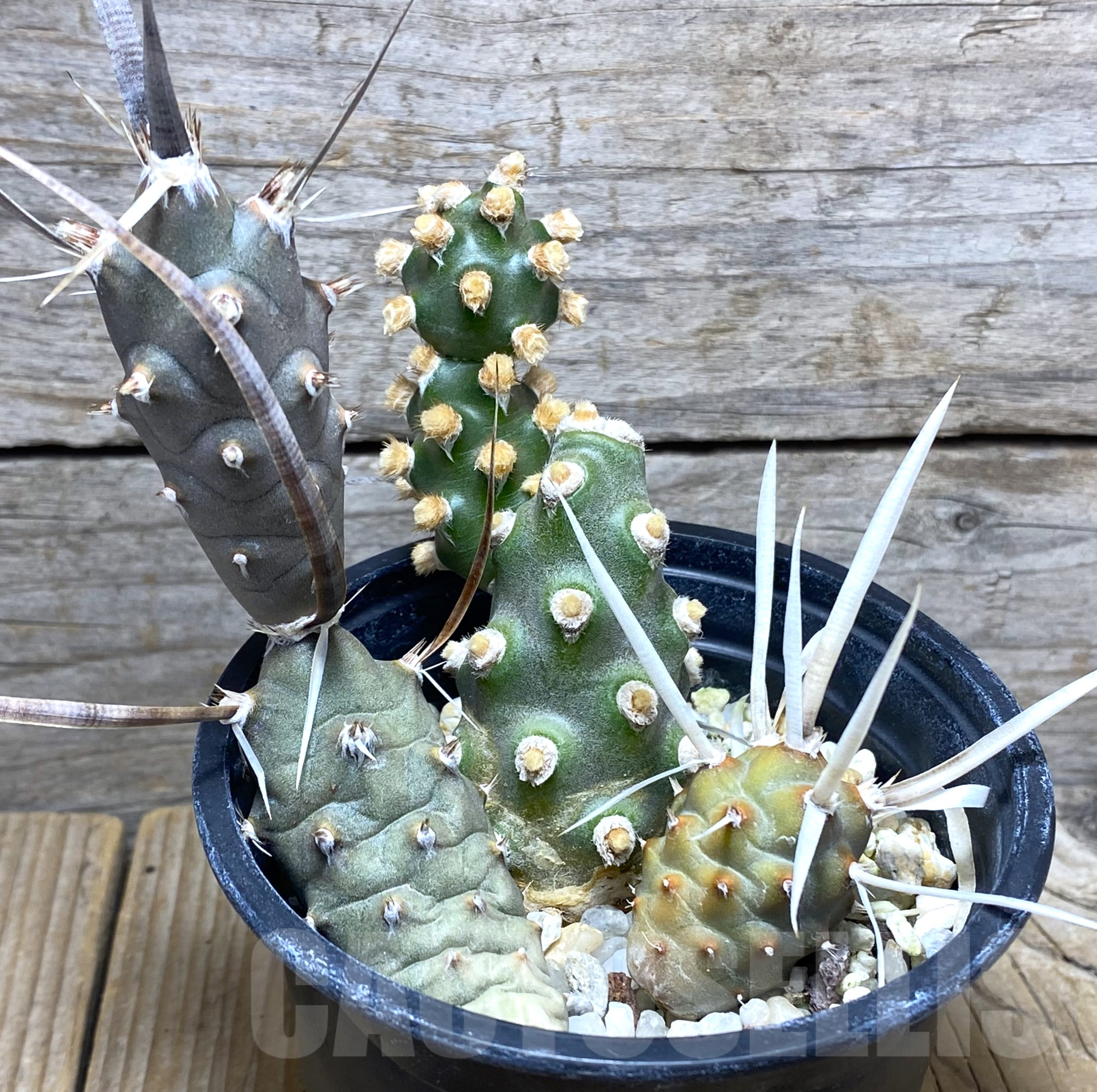 SHPR31632 Tephrocactus molinensis + papyracanthus