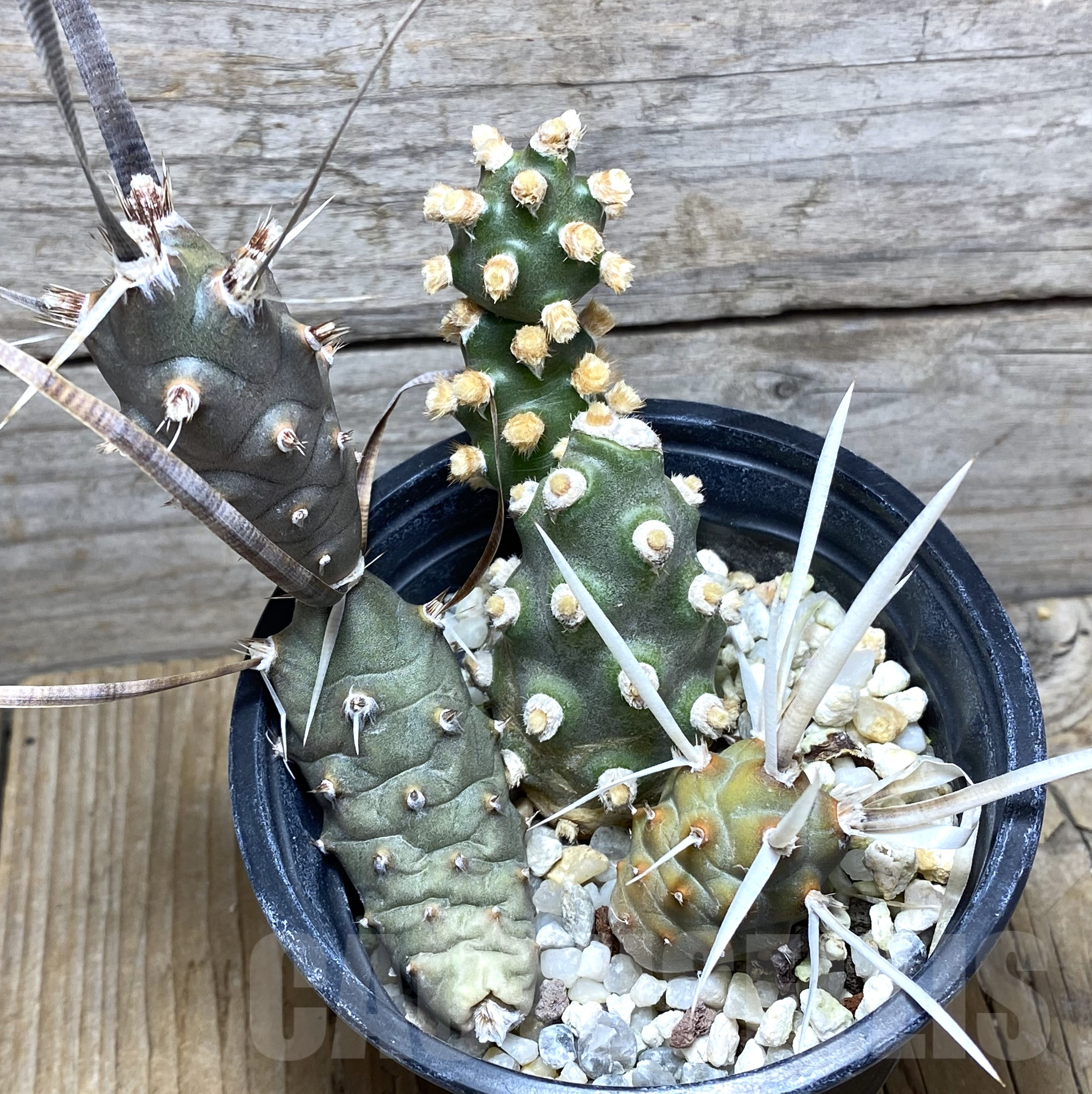 SHPR31632 Tephrocactus molinensis + papyracanthus - Зображення 2