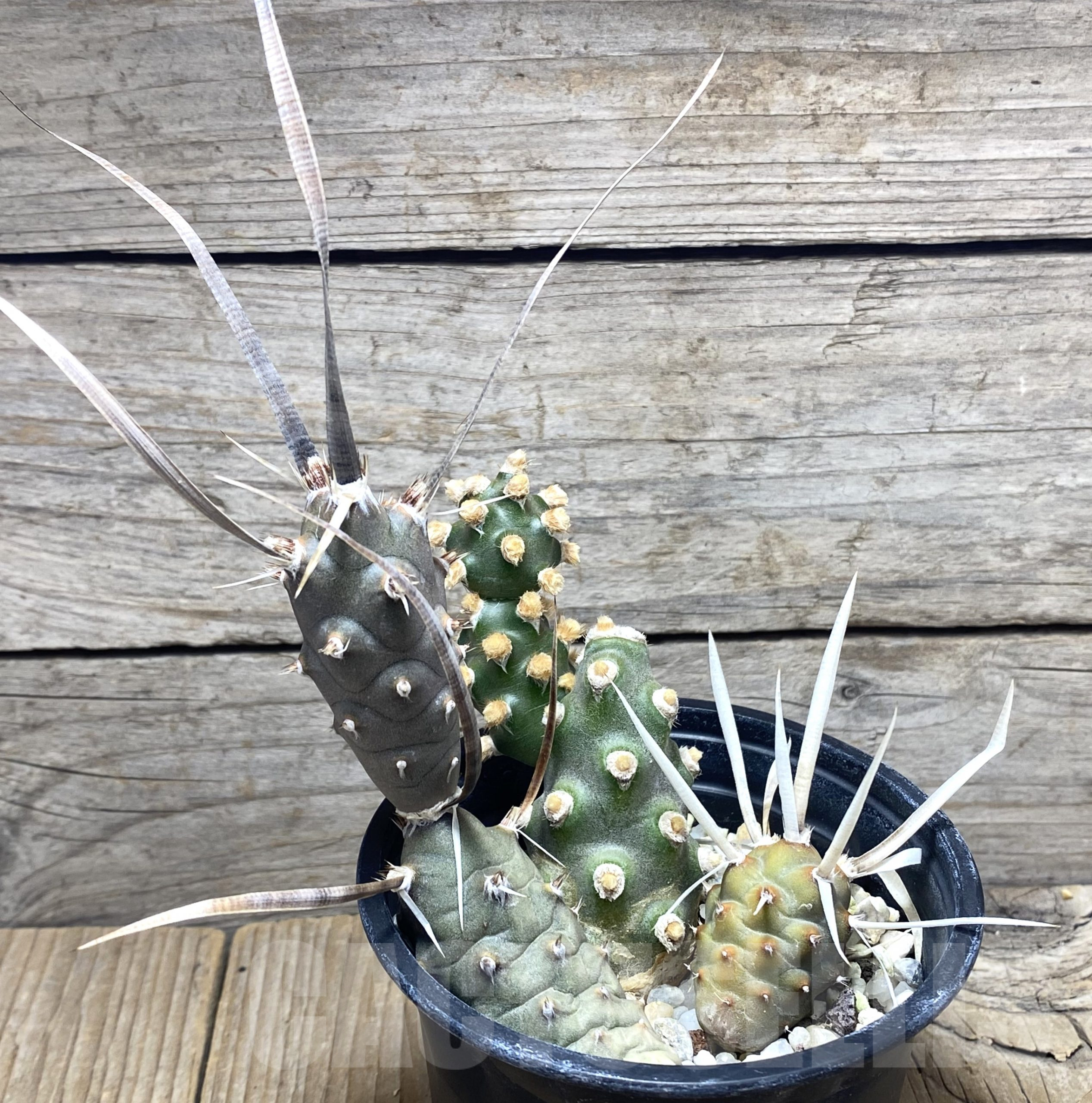 SHPR31632 Tephrocactus molinensis + papyracanthus - Зображення 3