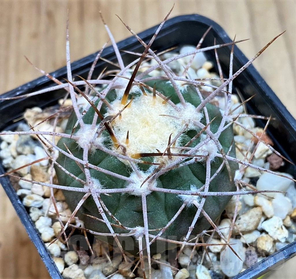 SH3342 Gymnocalycium coloradense VS 809 -Los Colorados-