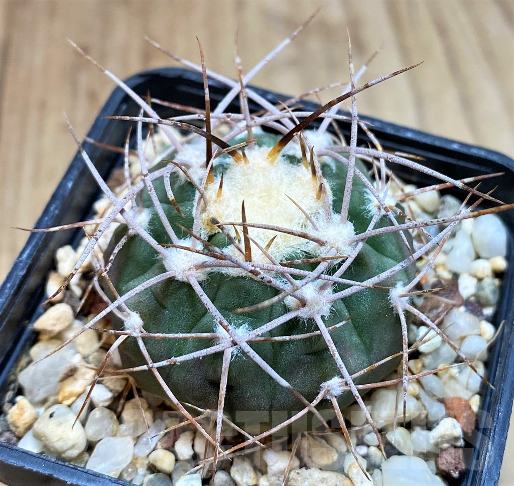 SH3342 Gymnocalycium coloradense VS 809 -Los Colorados- - Image 2