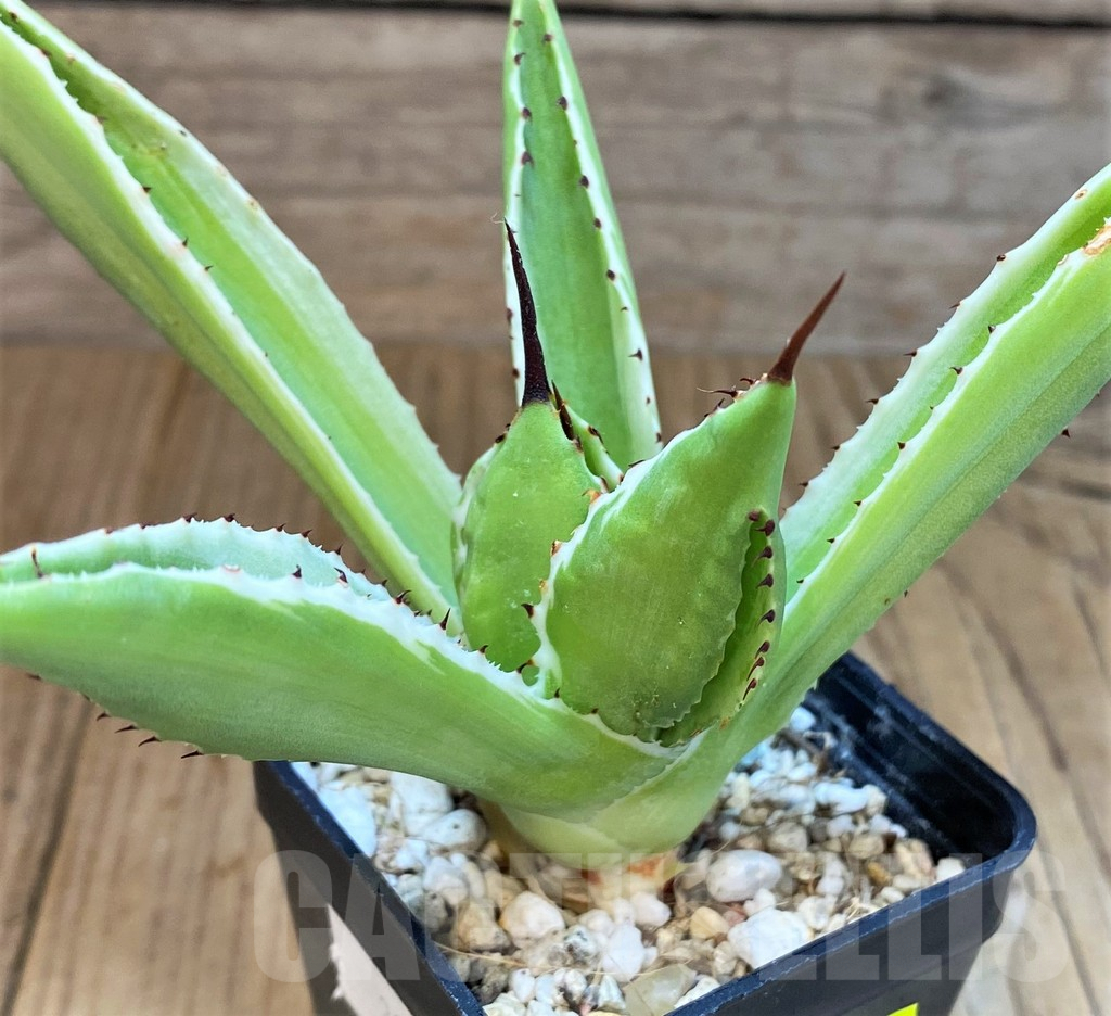 SH4707 Agave 'Cubic' f. variegata - Image 2