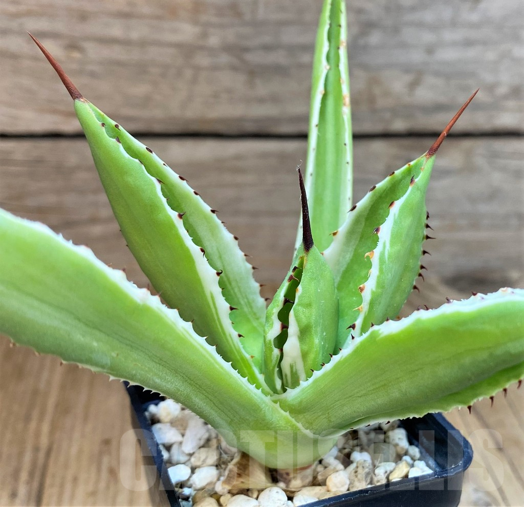 SH4707 Agave 'Cubic' f. variegata