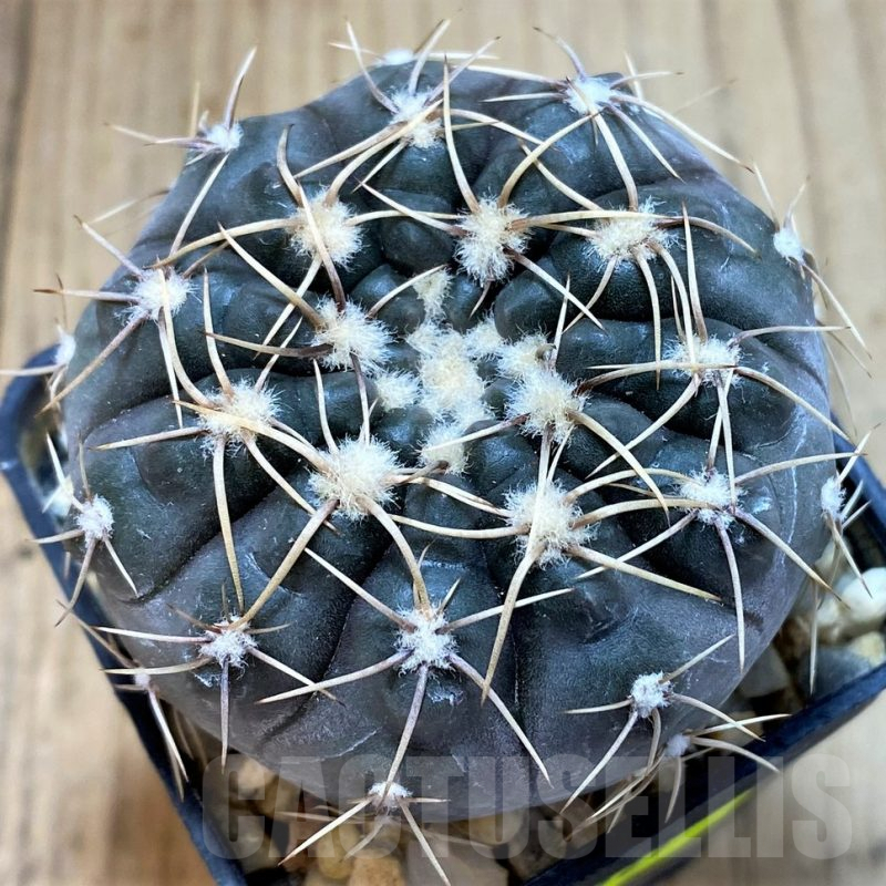 SH4927 Gymnocalycium borthii ssp. nogolense VG 411