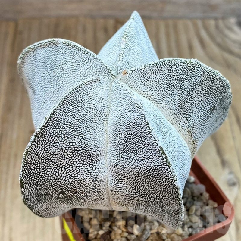 SH4921 Astrophytum myriostigma ‘Onzuka’ seedling, old 8 years