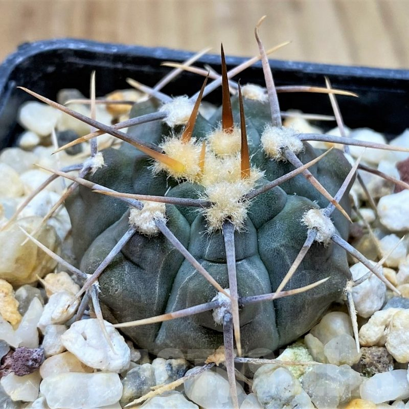 SH4930 Gymnocalycium vatteri -Long spines-