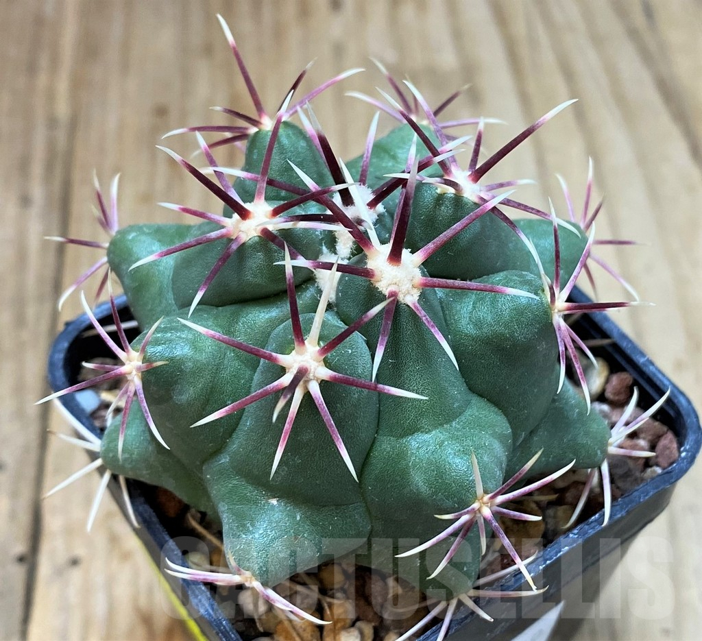 SH4932 Thelocactus heterochromus