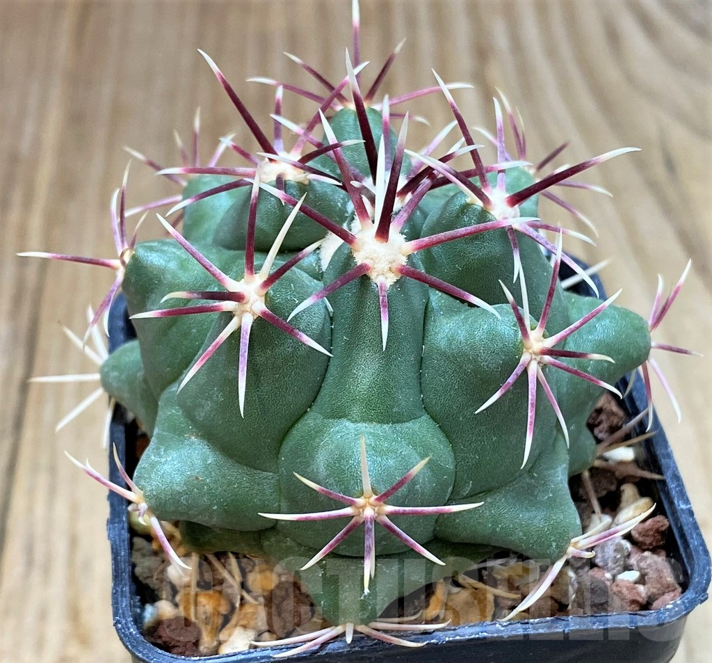 SH4932 Thelocactus heterochromus - Obrázek 2