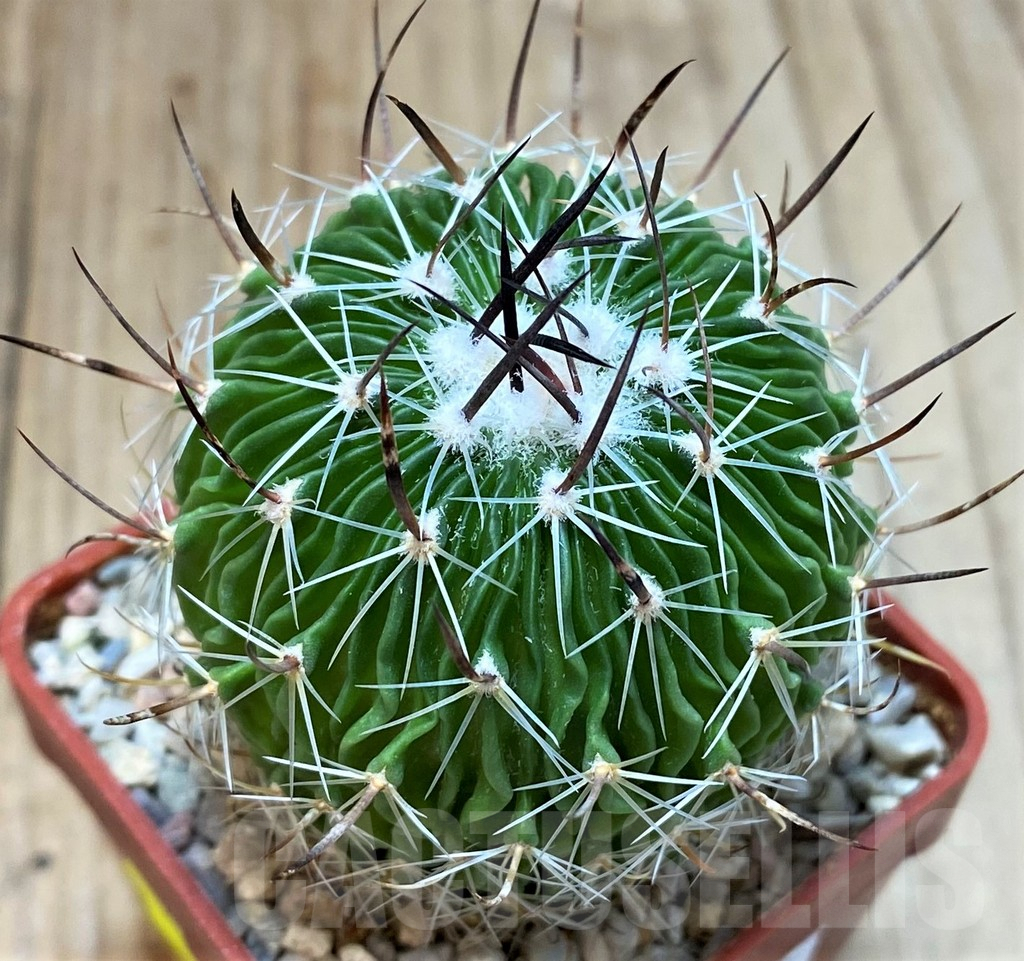 SH4940 Echinofossulocactus multicostatus roseiflorus PP819 -Cuesta La Muralla, Coahuila, Mexicó-