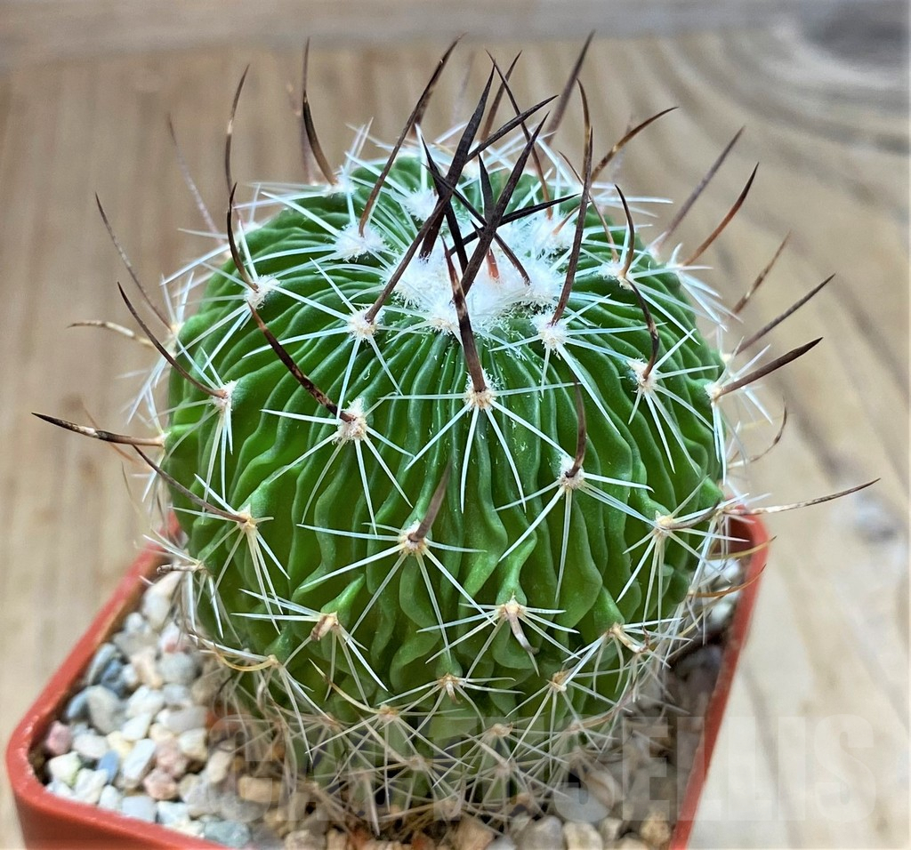 SH4940 Echinofossulocactus multicostatus roseiflorus PP819 -Cuesta La Muralla, Coahuila, Mexicó- - immagine 2