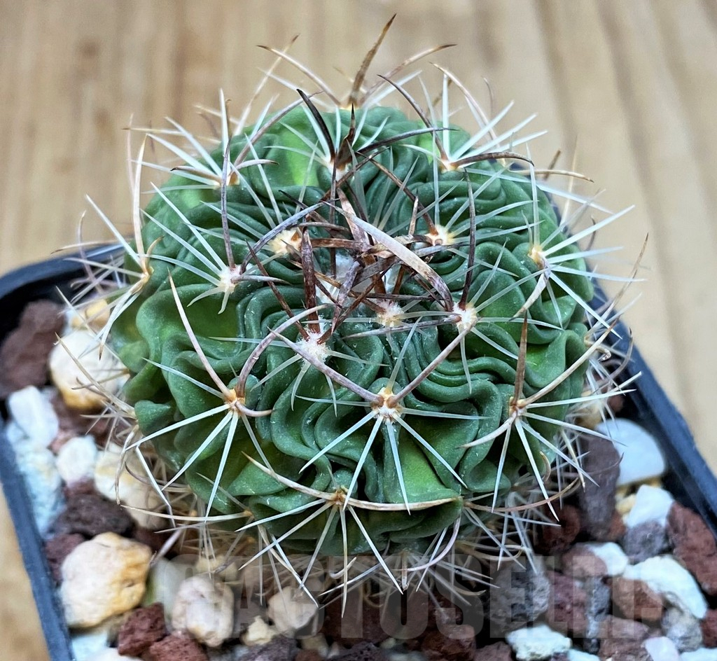 SH4945 Stenocactus multicostatus P288