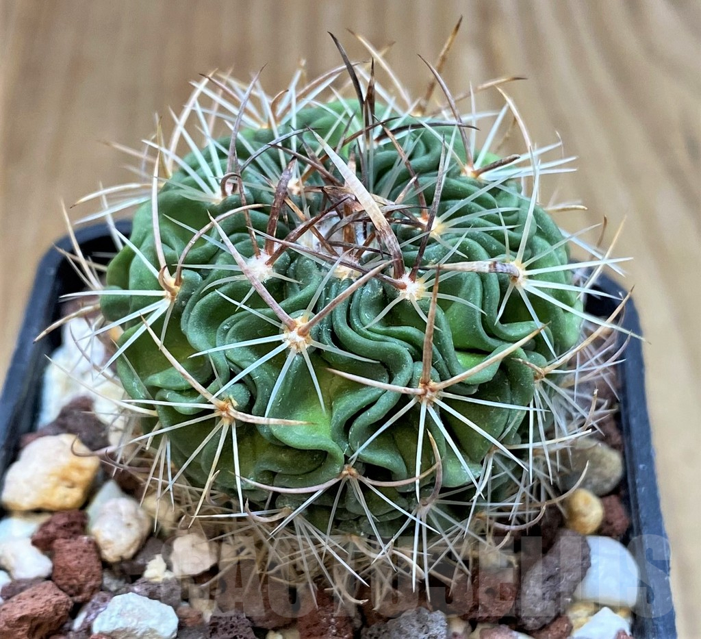 SH4945 Stenocactus multicostatus P288 - Image 2