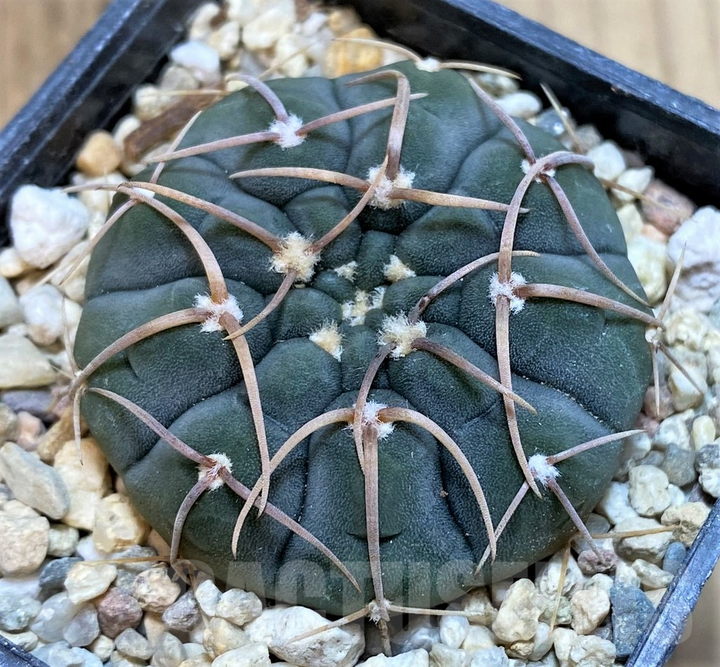 SH4950 Gymnocalycium vatteri