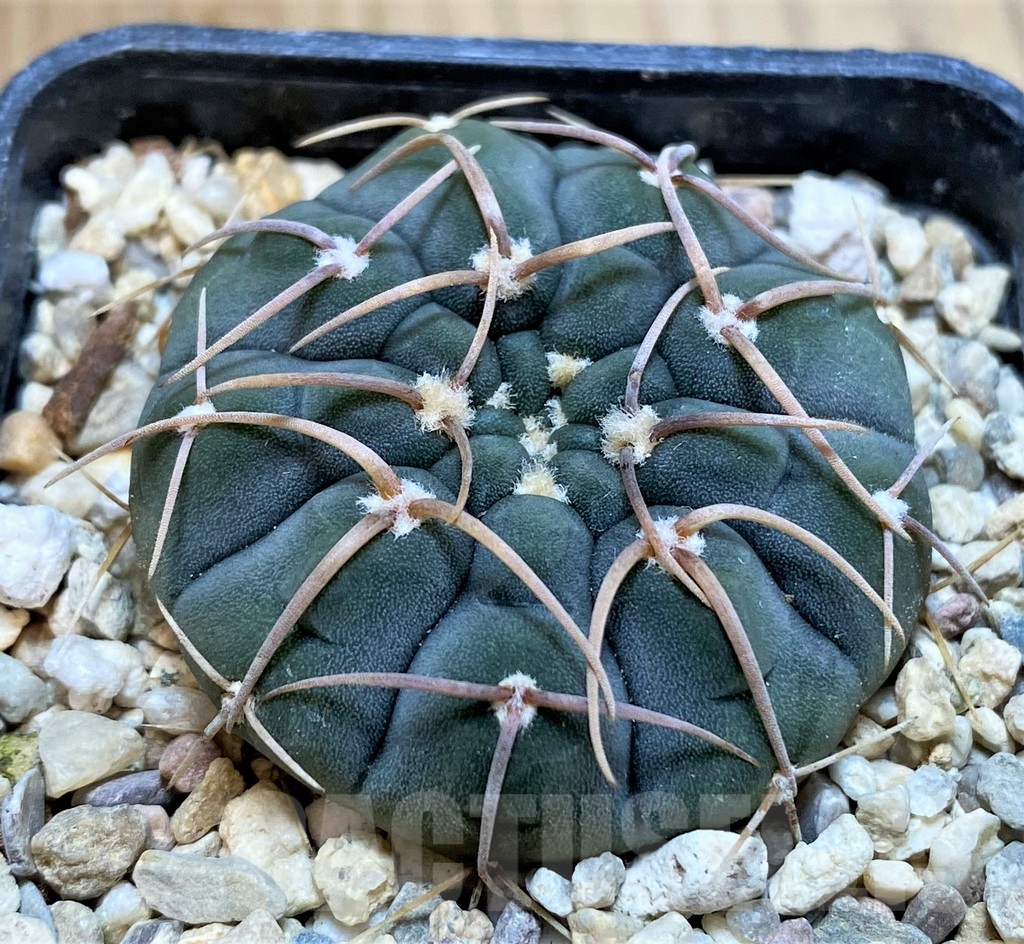 SH4950 Gymnocalycium vatteri - Image 2