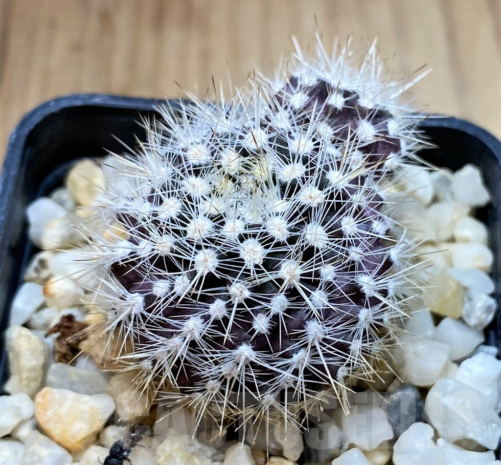 SH4954 Neoporteria sp.