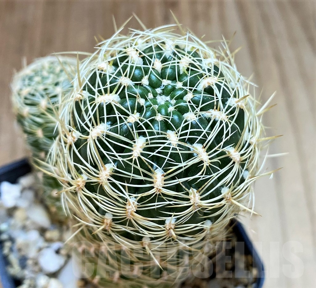 SH5130 Sulcorebutia purpurea HS 109