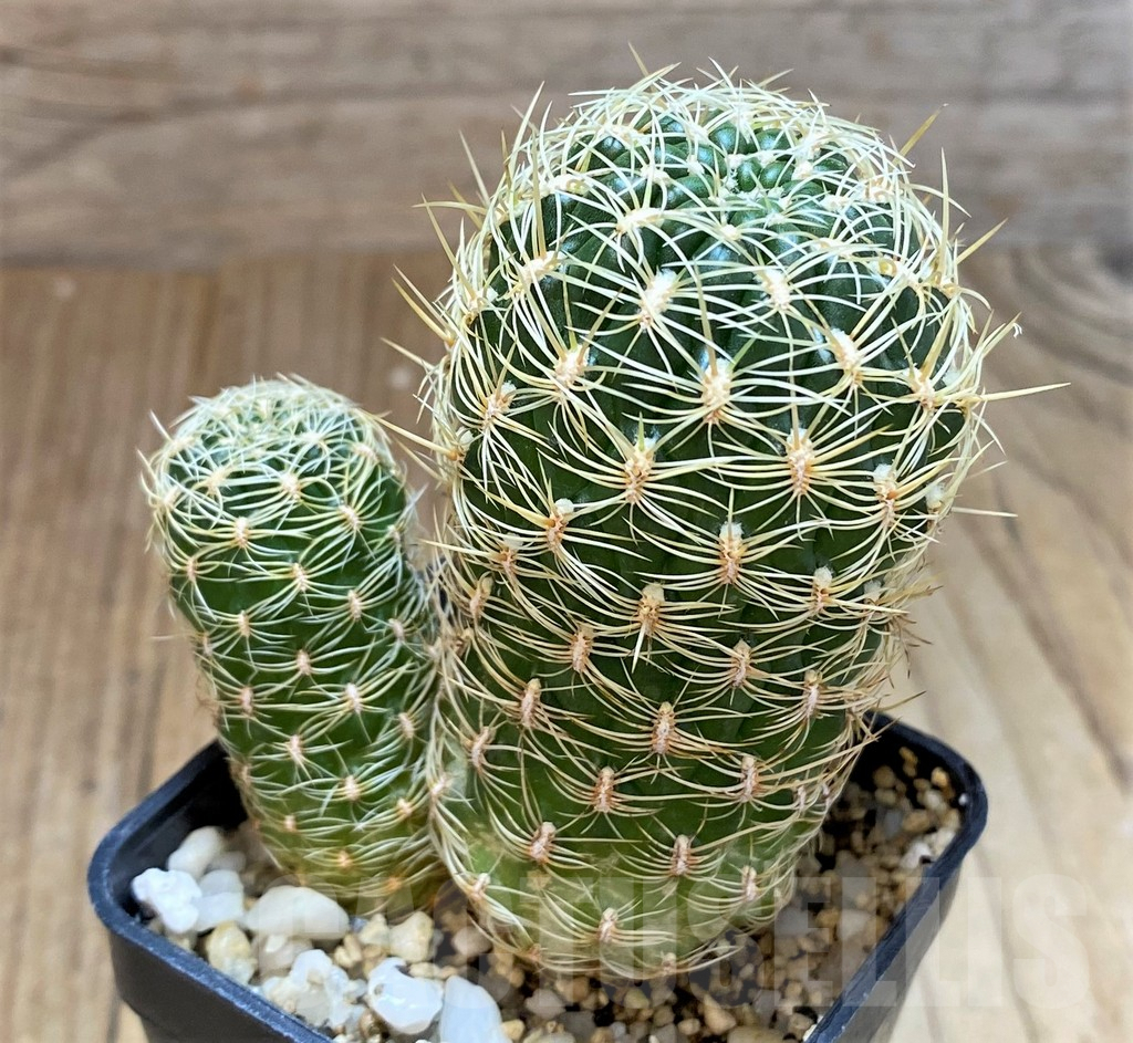 SH5130 Sulcorebutia purpurea HS 109 - Image 2