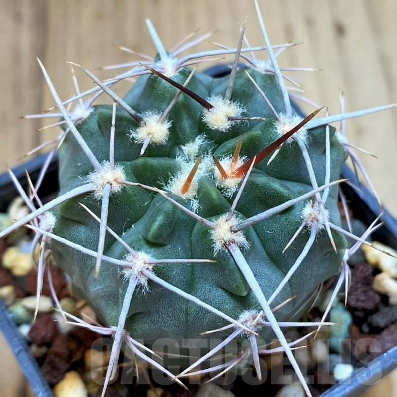 SH5132 Gymnocalycium mostii v. genseri P380 -Cordoba, Argentina-