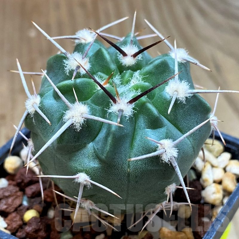 SH5133 Gymnocalycium mostii v. genseri P380 -Cordoba, Argentina-