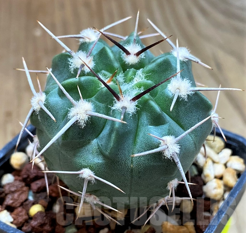 SH5133 Gymnocalycium mostii v. genseri P380 -Cordoba, Argentina-