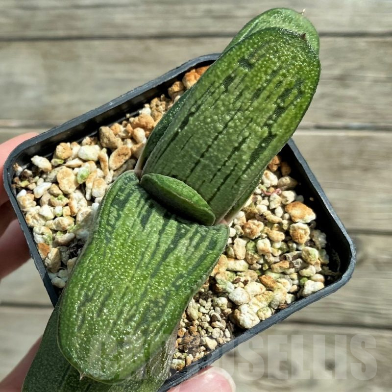 SH7826 Gasteria hybrid