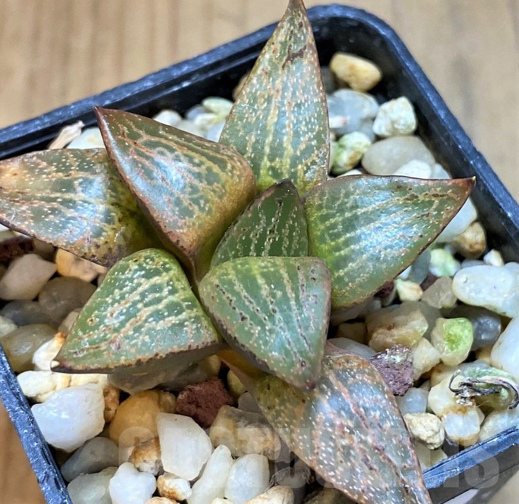 SH8049 Haworthia comptoniana