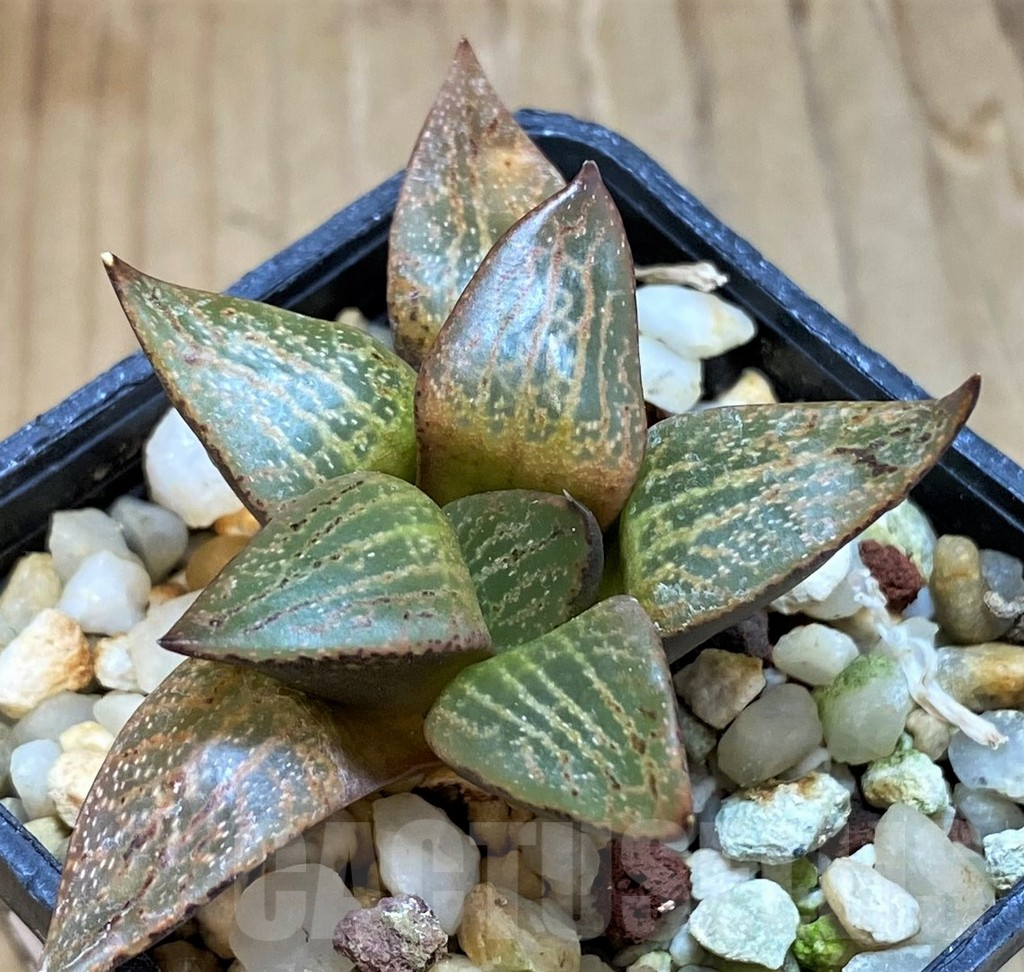 SH8049 Haworthia comptoniana - Image 2