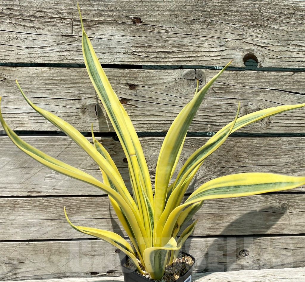 SH10795 Sansevieria 'Yellow Stripe'