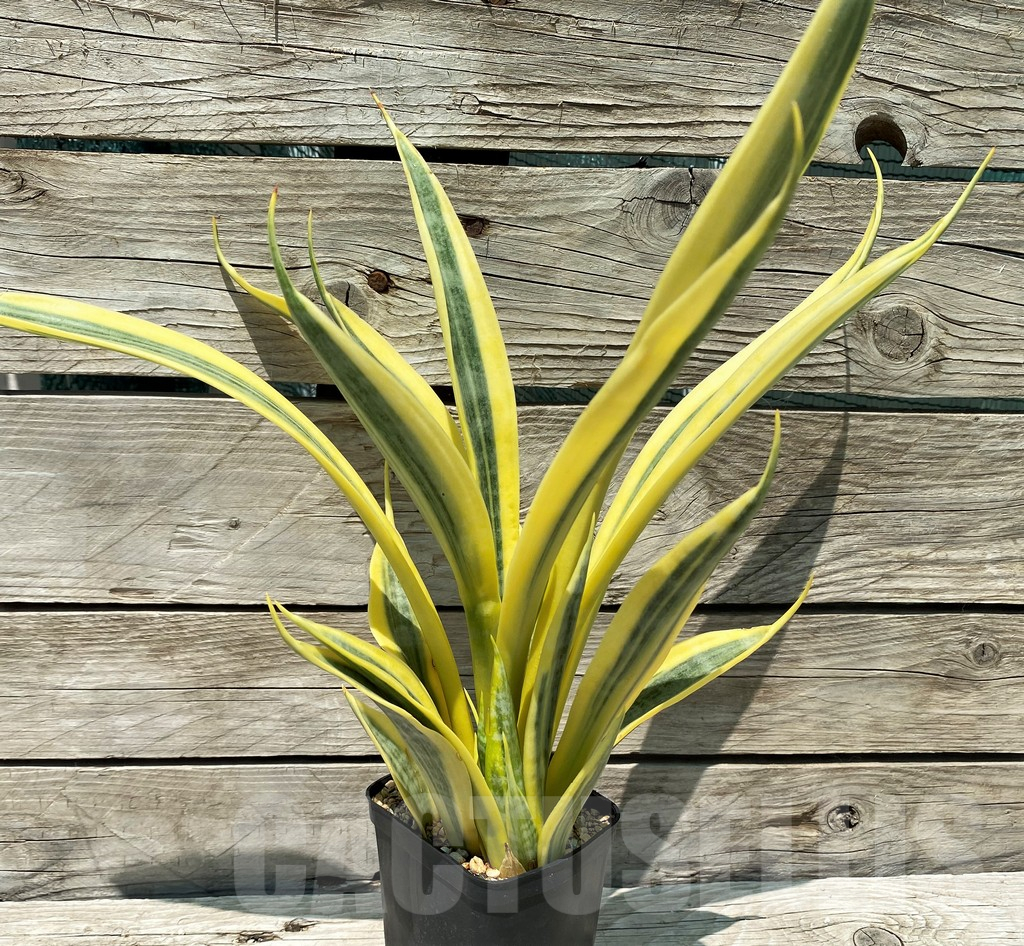 SH10795 Sansevieria 'Yellow Stripe' - Image 2
