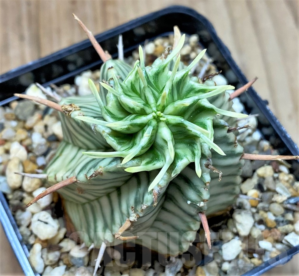 SHPR30504 Euphorbia meloformis f. variegata