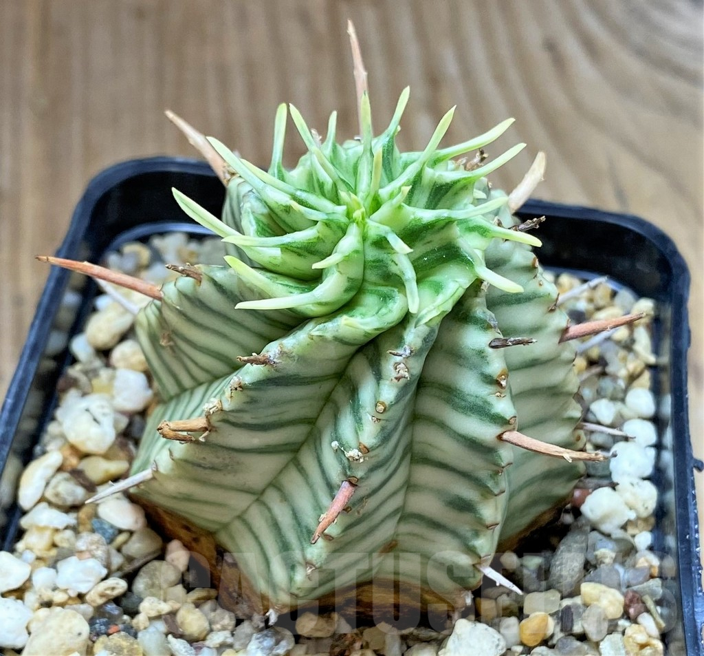 SHPR30504 Euphorbia meloformis f. variegata - Зображення 2