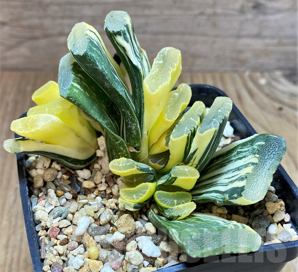 SHPRE31179 Haworthia truncata f. variegata - Image 2