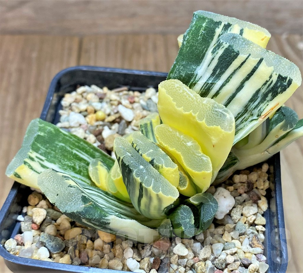 SHPRE31179 Haworthia truncata f. variegata