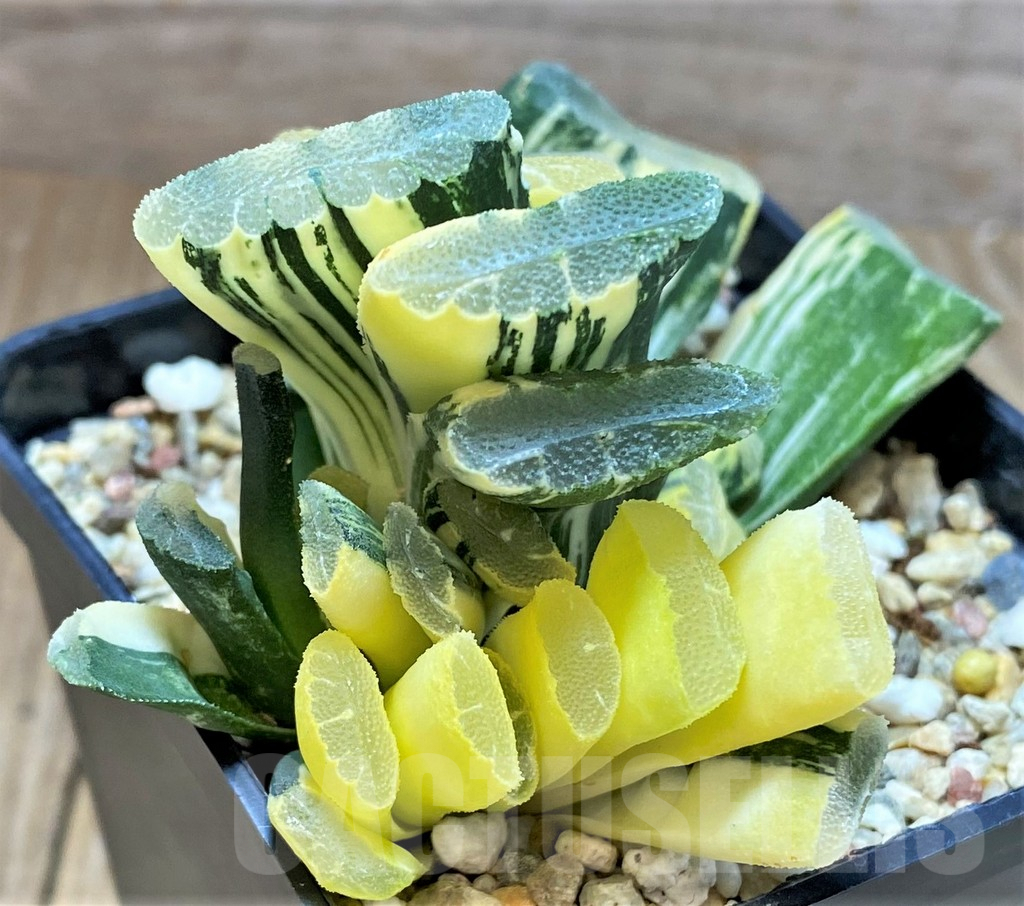 SHPRE31179 Haworthia truncata f. variegata - Image 3