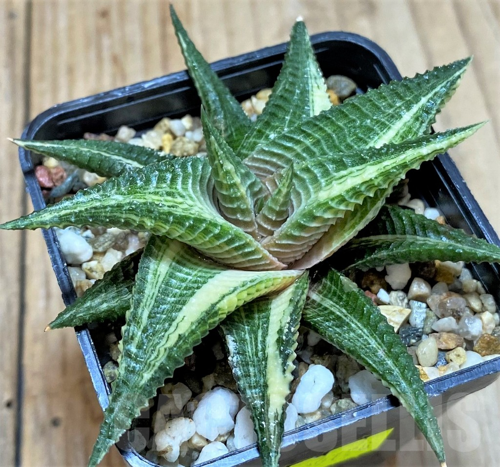 SHPR29778 Haworthia limifolia f. variegata
