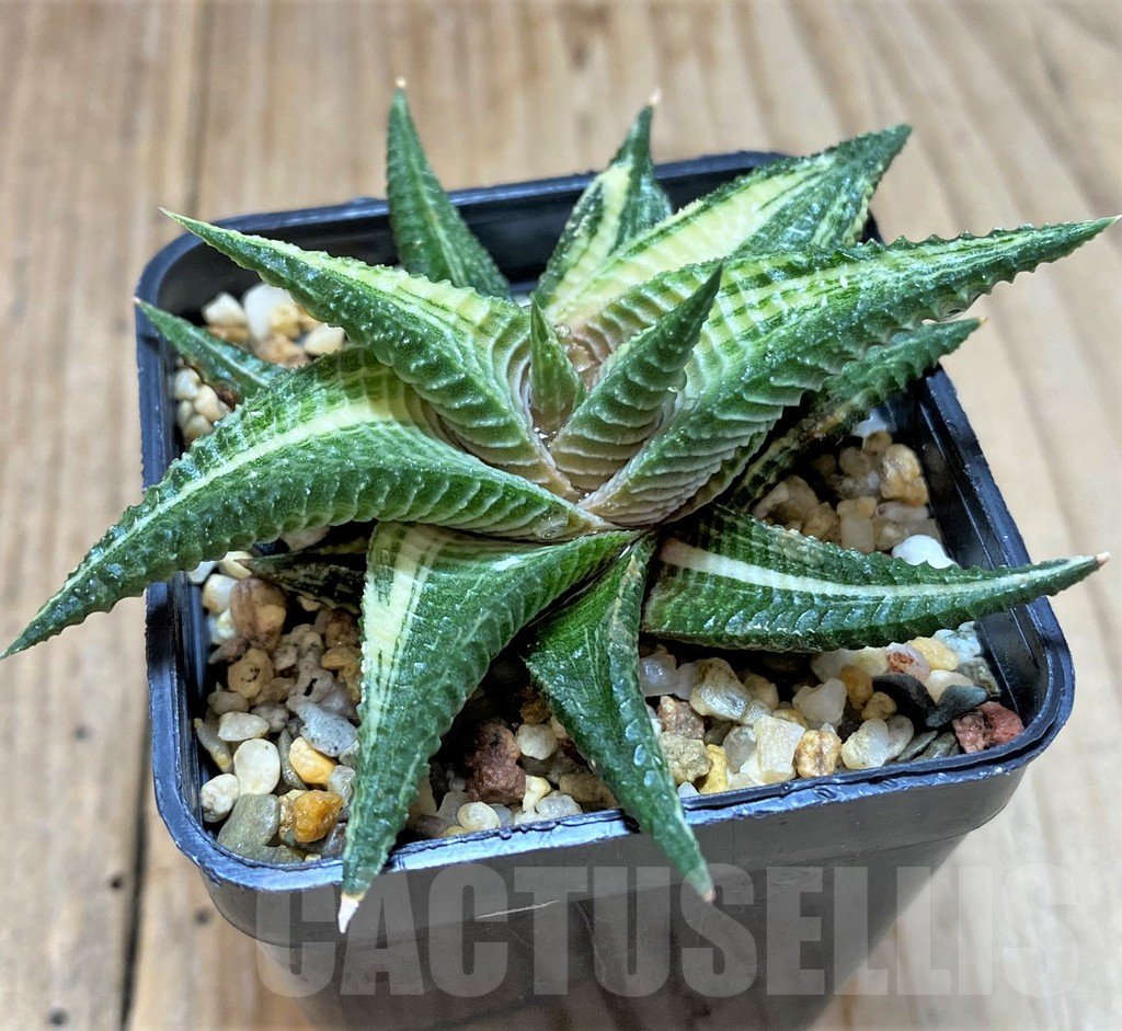 SHPR29778 Haworthia limifolia f. variegata - Image 2