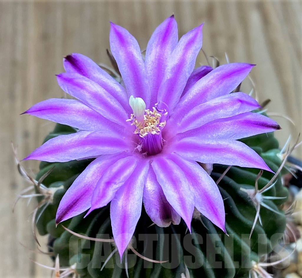 SHPR30730 Echinofossulocactus spec. aff. dichroacanthus L 1564, Sierra de Salamanca, Mexico