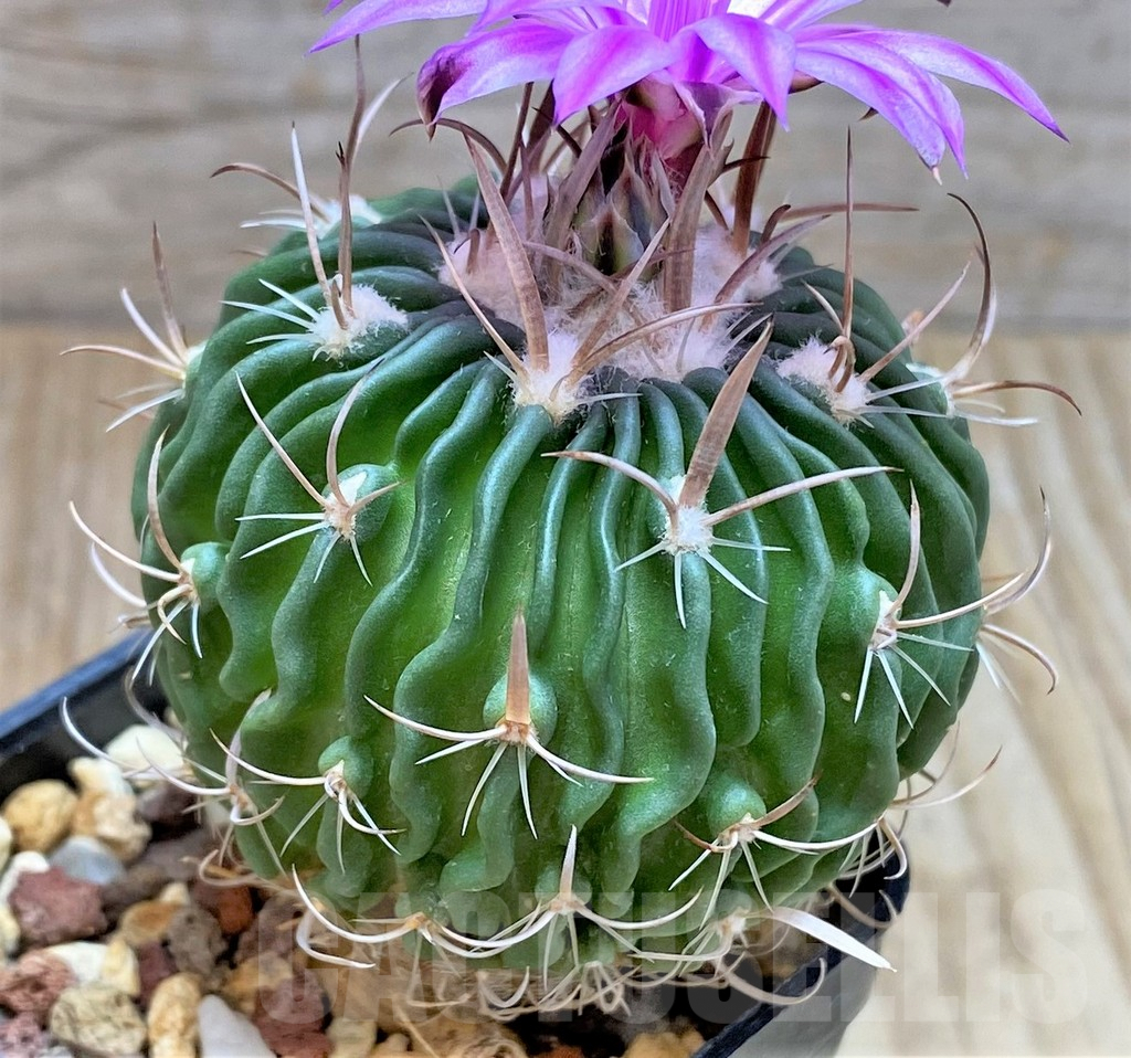 SHPR30730 Echinofossulocactus spec. aff. dichroacanthus L 1564, Sierra de Salamanca, Mexico – Image 2